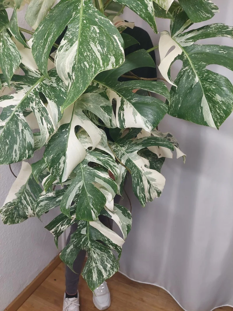 Monstera Variegata buschig