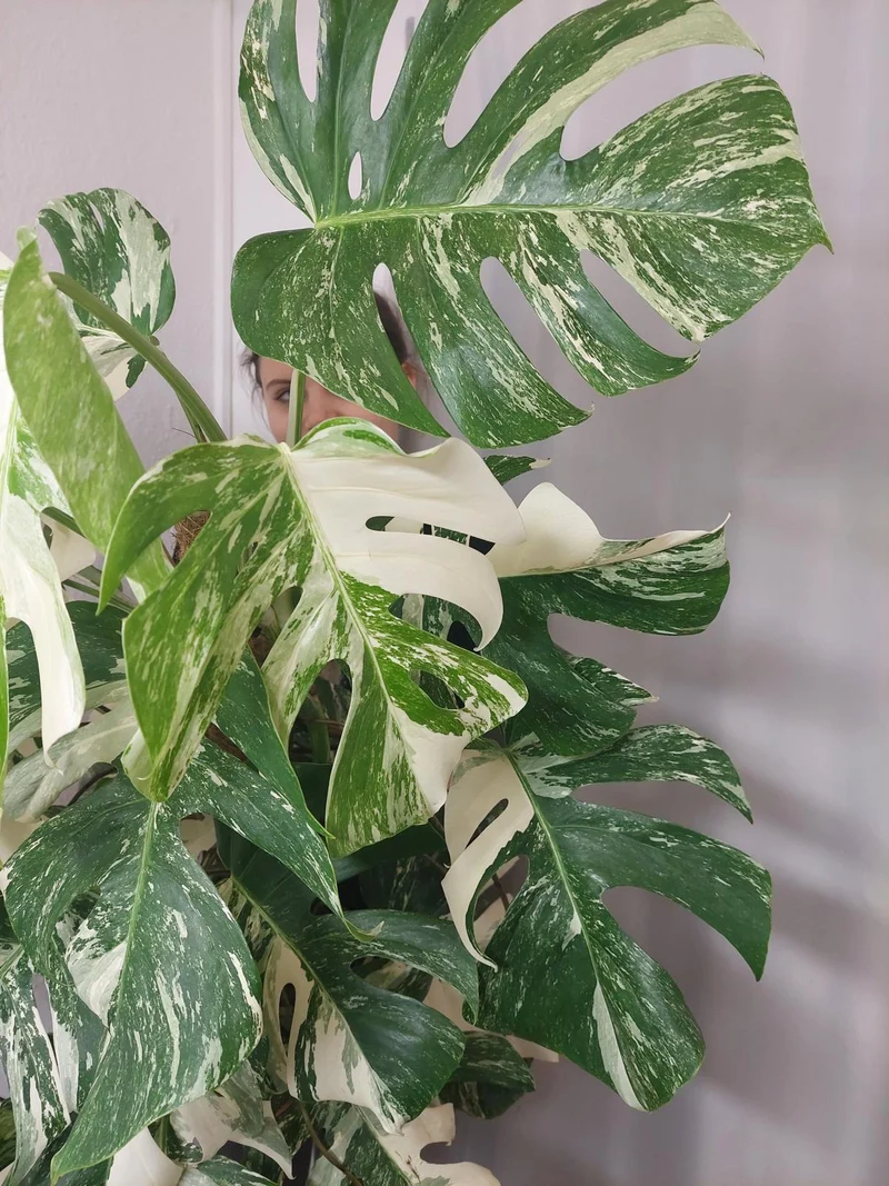 Monstera Variegata buschig