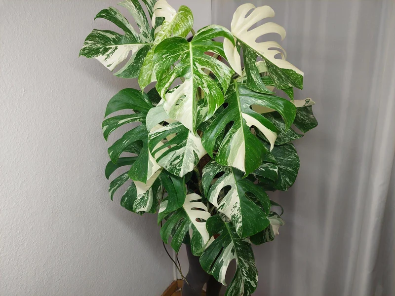 Monstera Variegata buschig