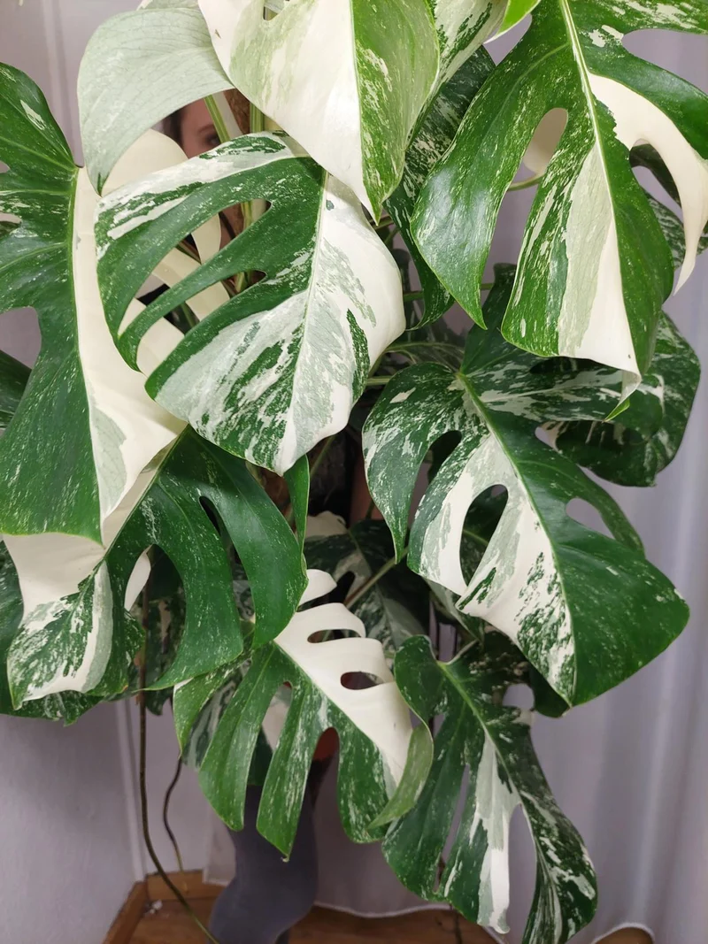 Monstera Variegata buschig