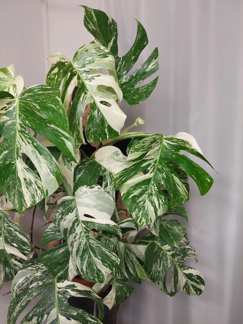 Monstera Variegata buschig