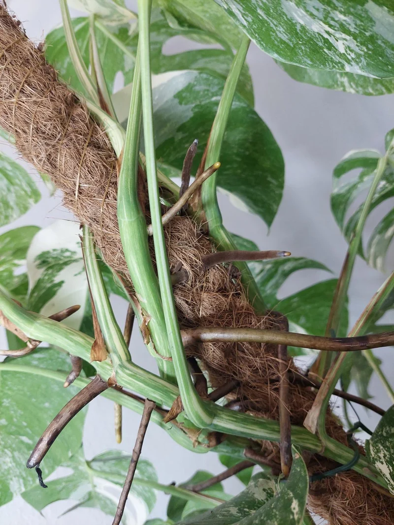 Monstera Variegata buschig