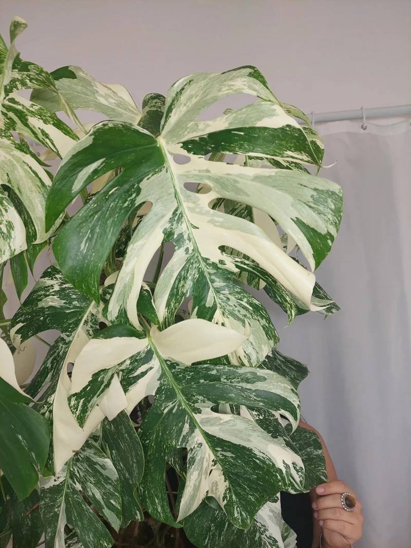 Monstera Variegata buschig