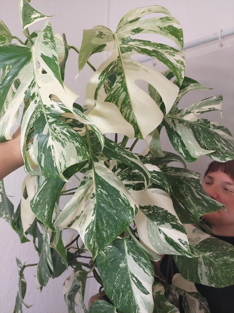 Monstera Variegata buschig