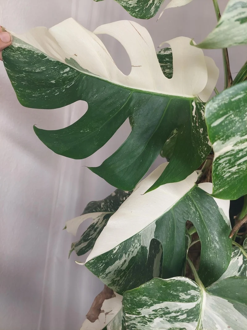 Monstera Variegata buschig