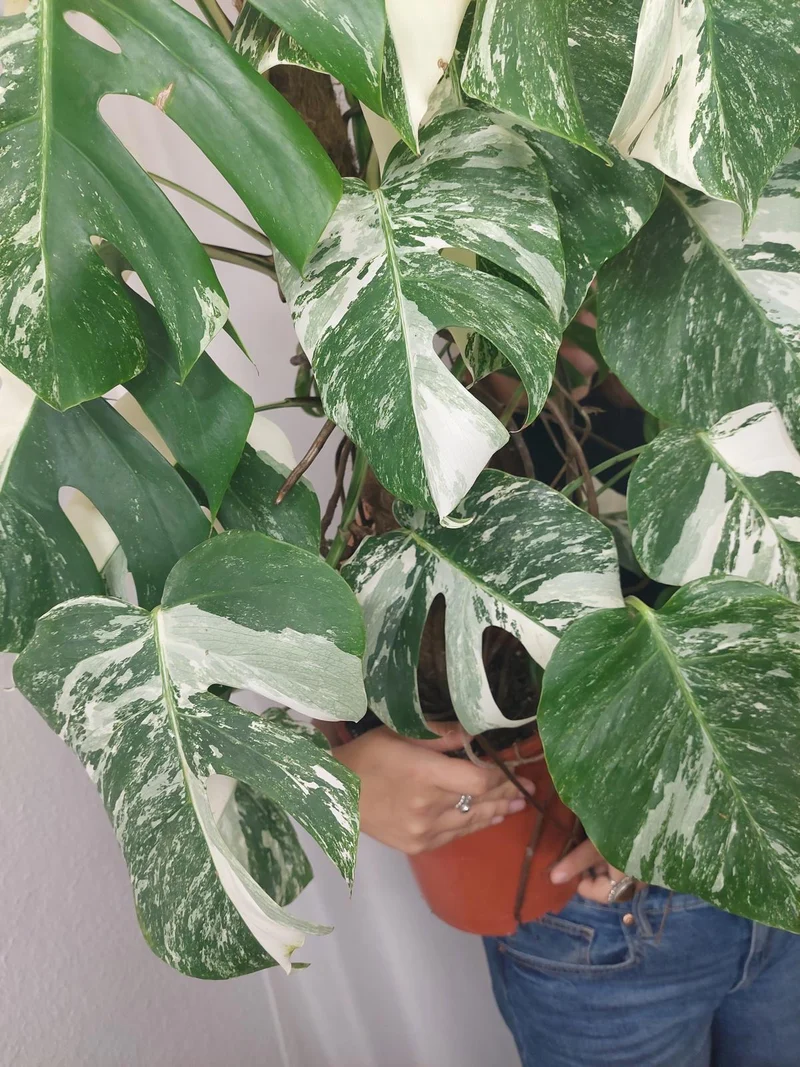 Monstera Variegata buschig