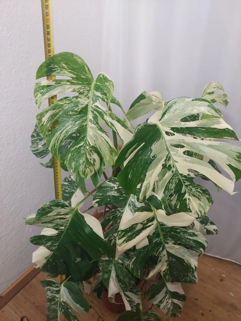 Monstera Variegata buschig