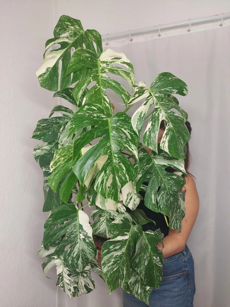 Monstera Variegata buschig