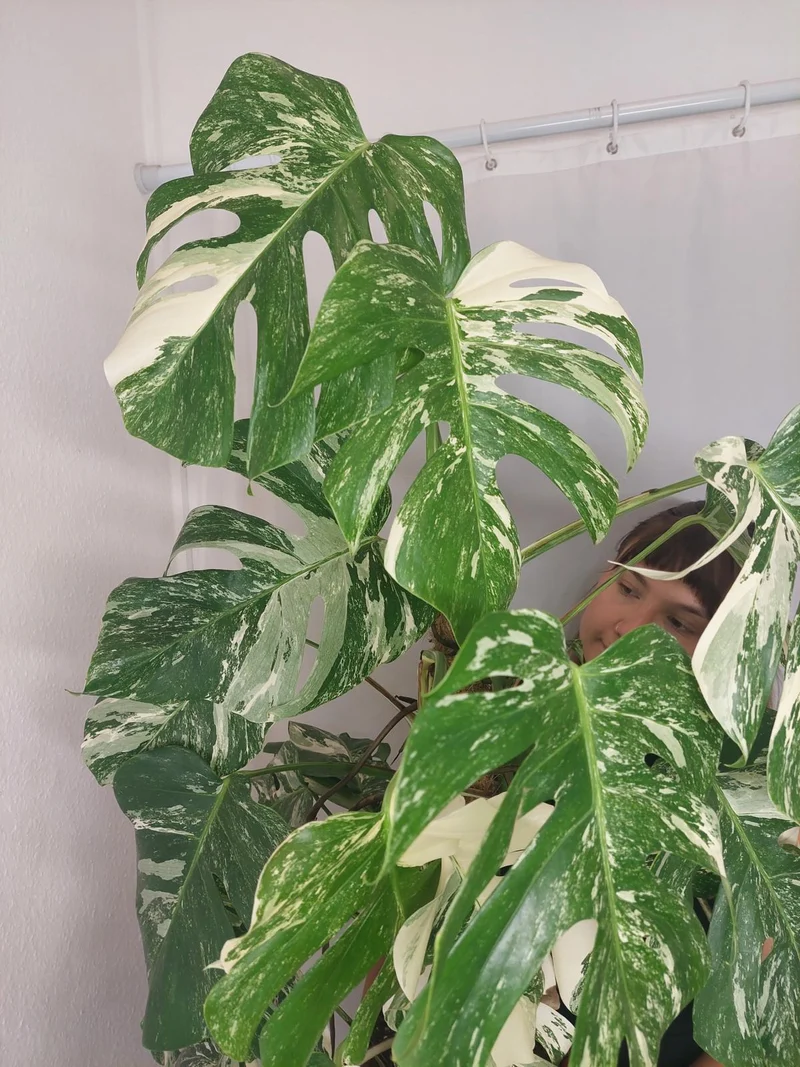 Monstera Variegata buschig