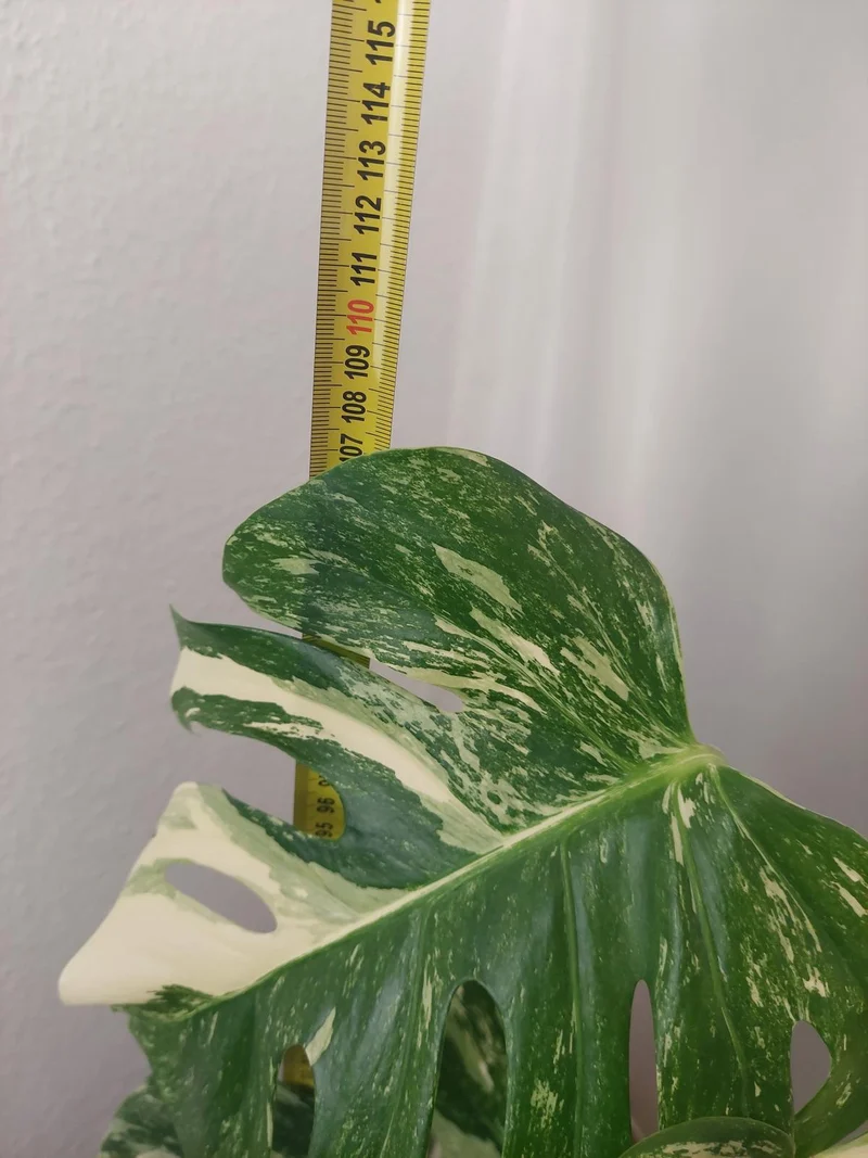 Monstera Variegata buschig