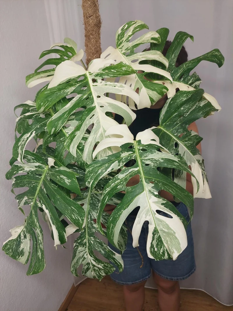 Monstera Variegata buschig
