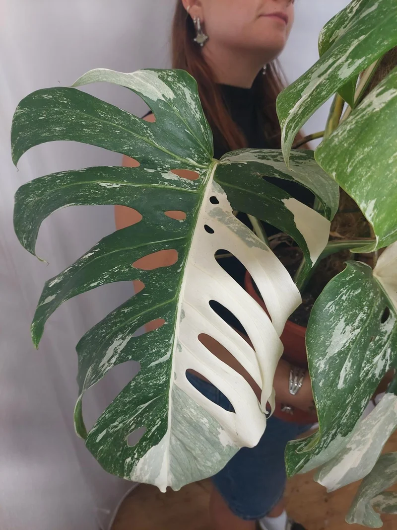 Monstera Variegata buschig