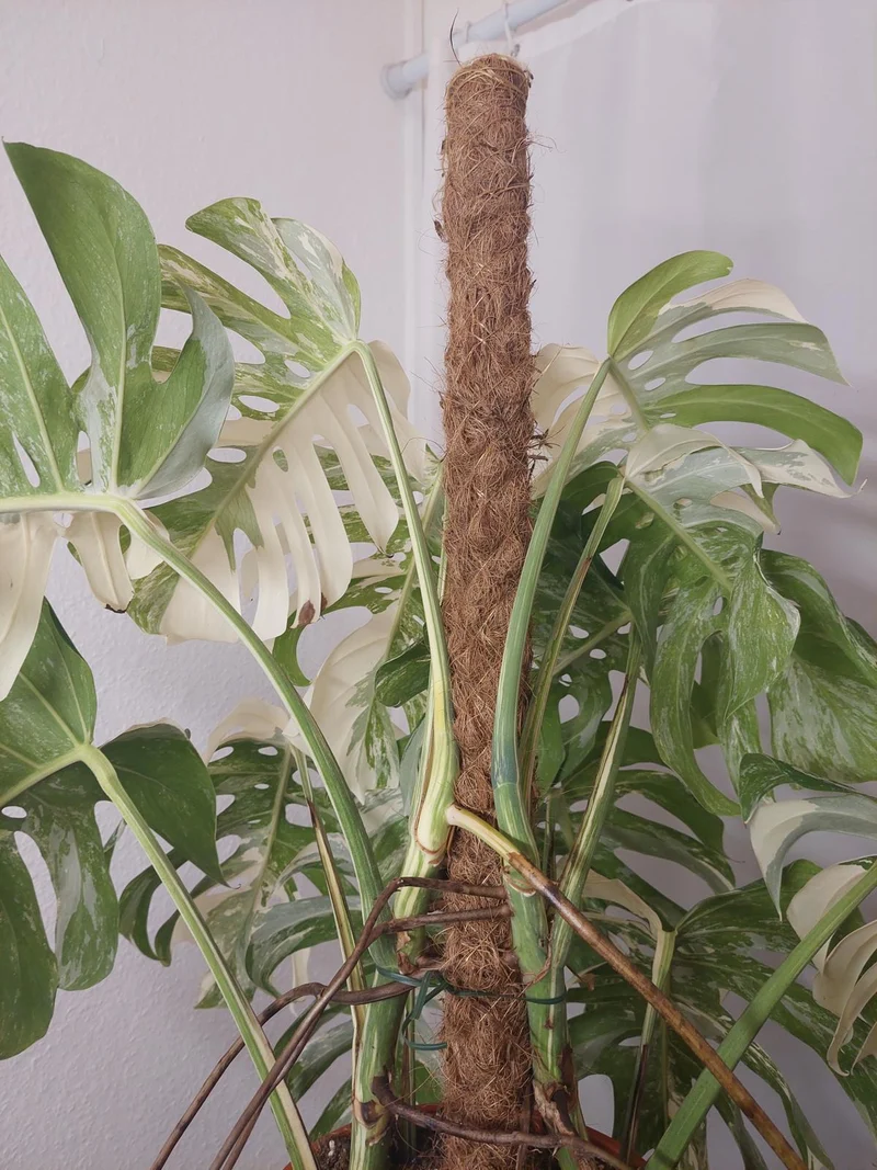 Monstera Variegata buschig