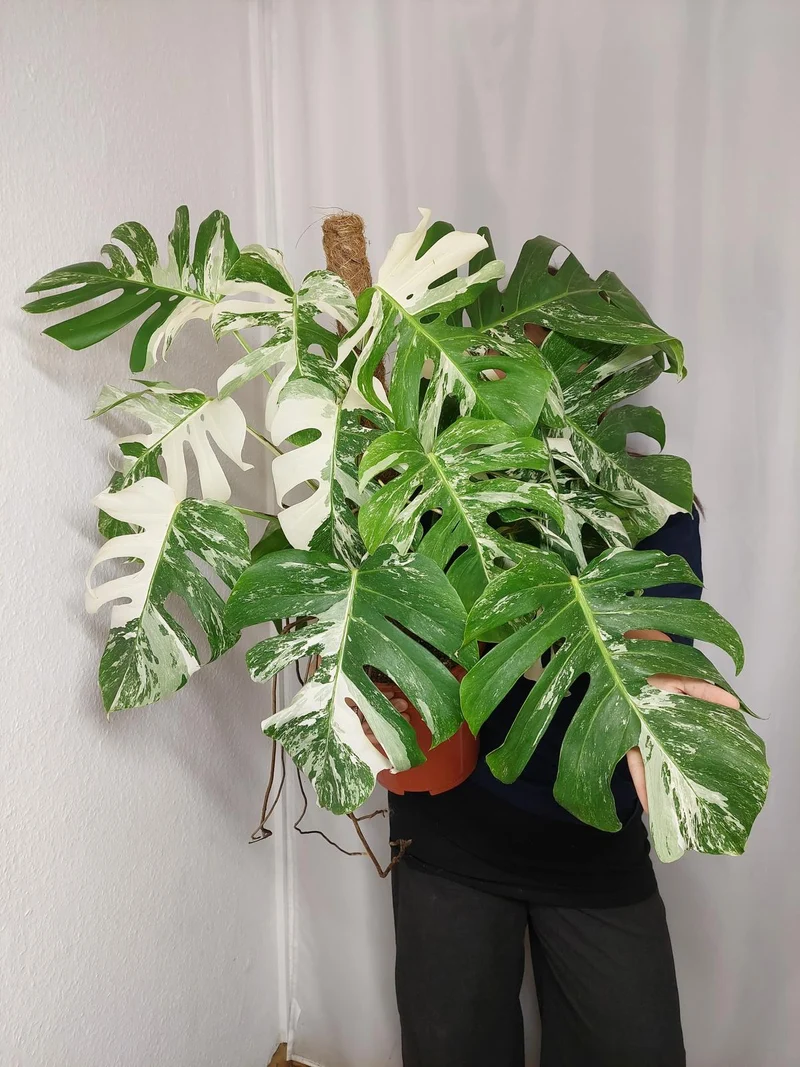 Monstera Variegata buschig