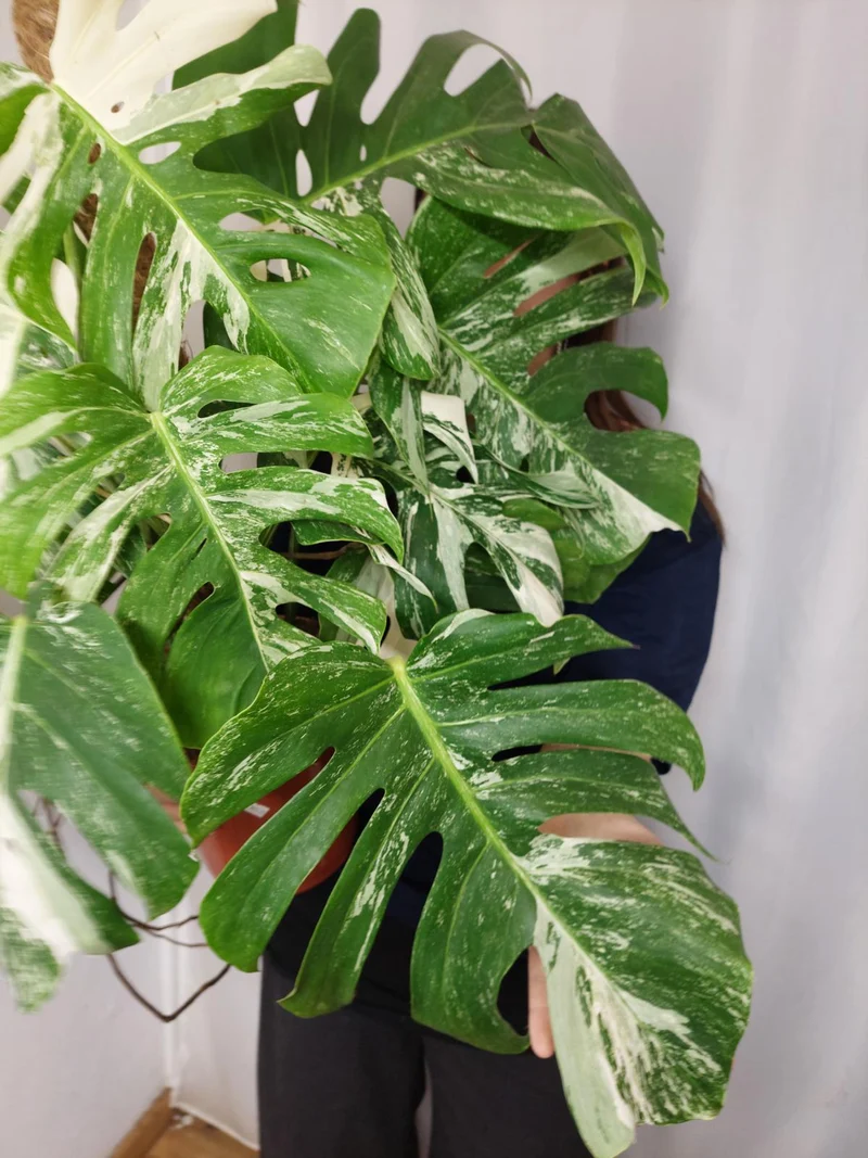 Monstera Variegata buschig