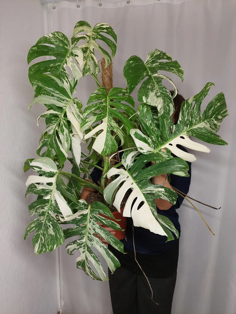 Monstera Variegata buschig