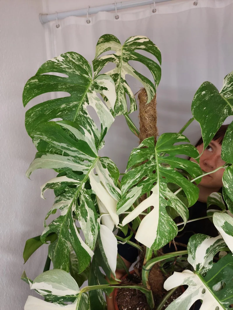 Monstera Variegata buschig