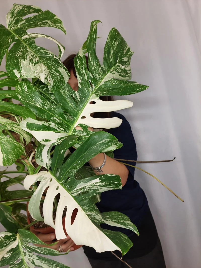 Monstera Variegata buschig