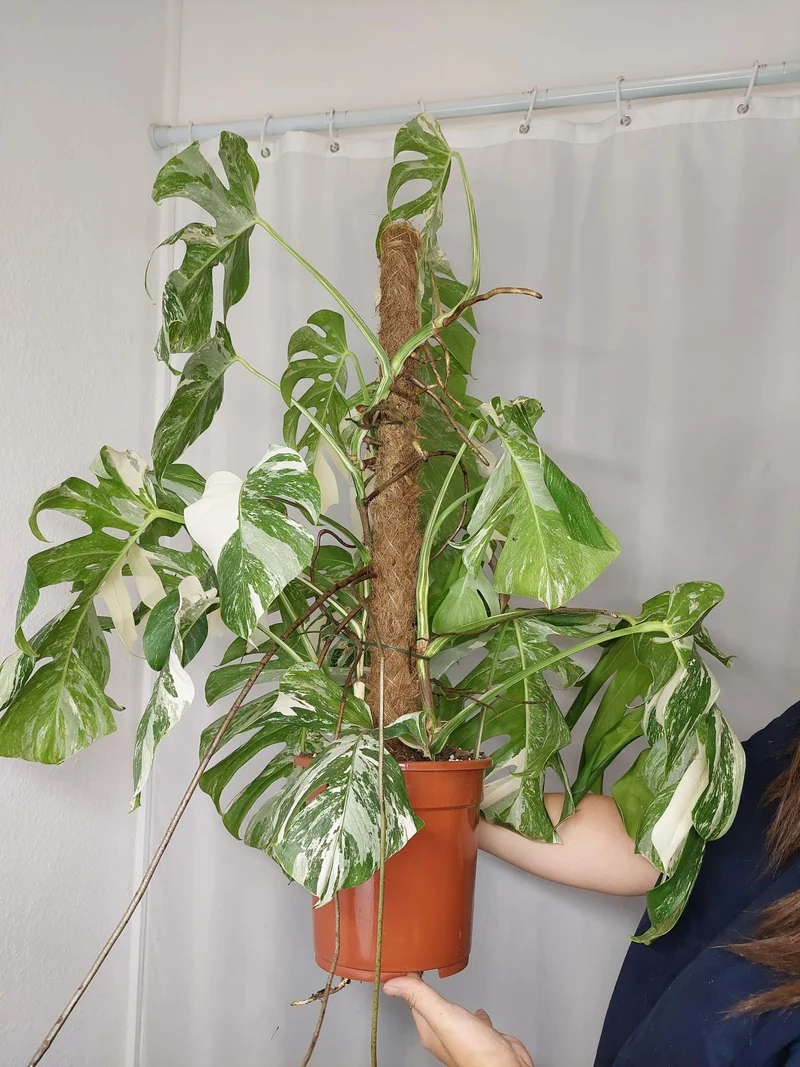 Monstera Variegata buschig
