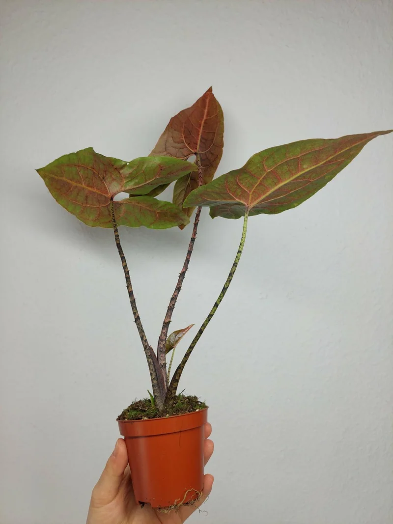 Cyrtosperma Johnstonii
