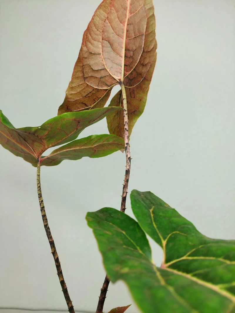 Cyrtosperma Johnstonii