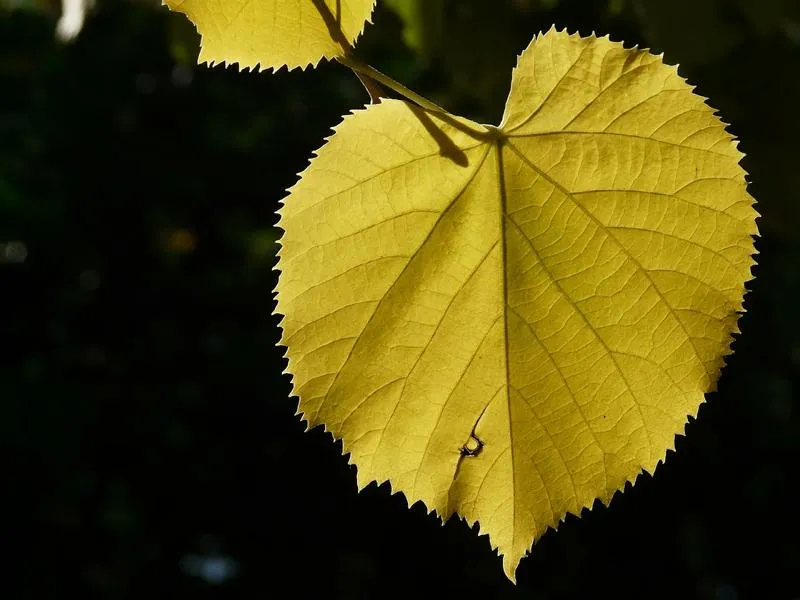 Sommerlinde - Wurzelware