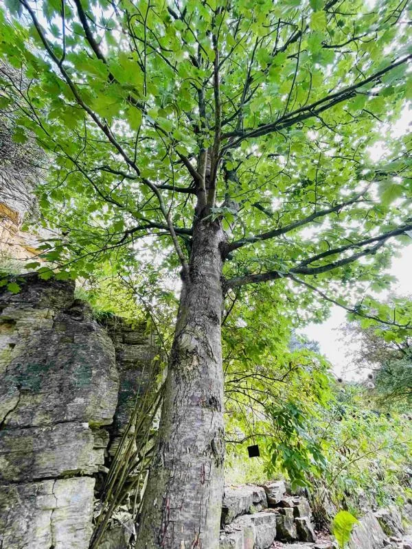 Elsbeere - Wurzelware
