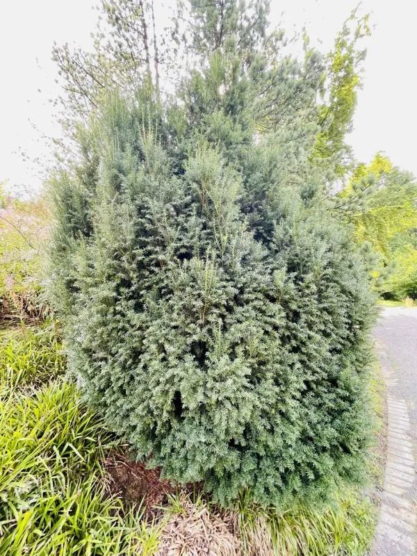 Eibe - Wurzelware
