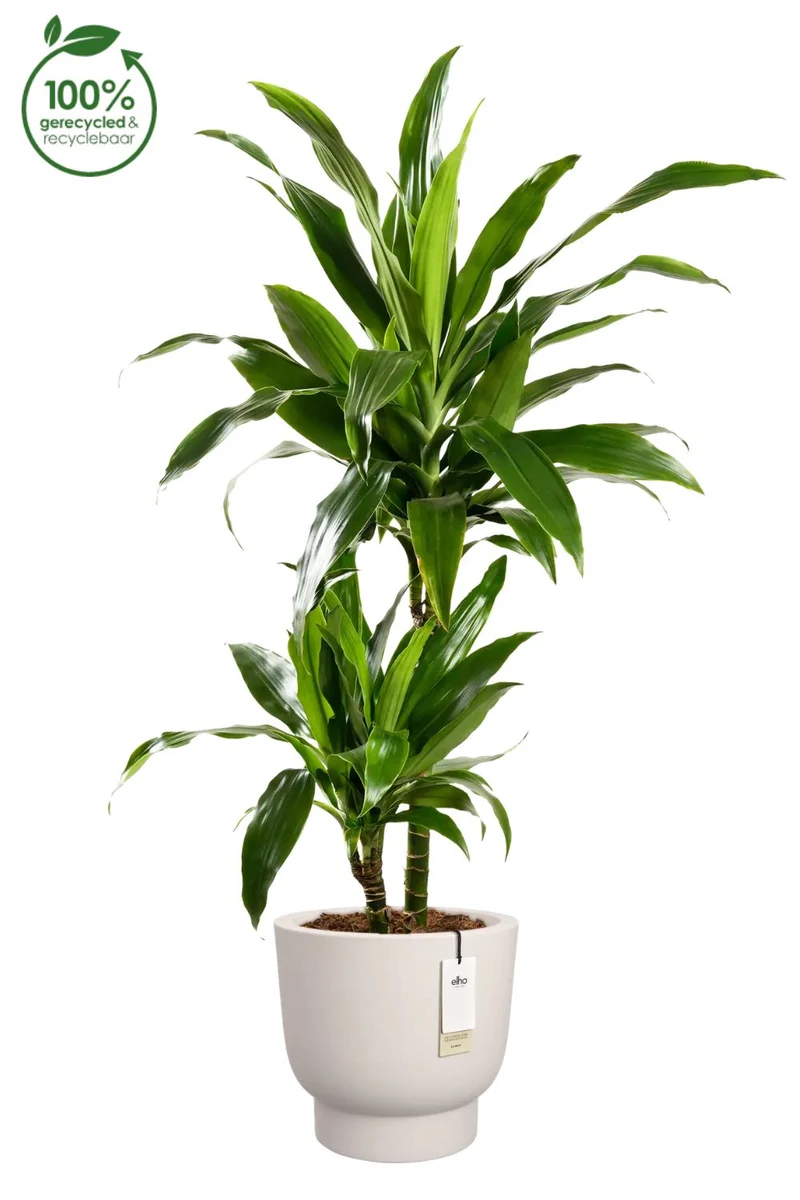 Blumentopf Elho Amber Grail 38 cm Leinen Weiß