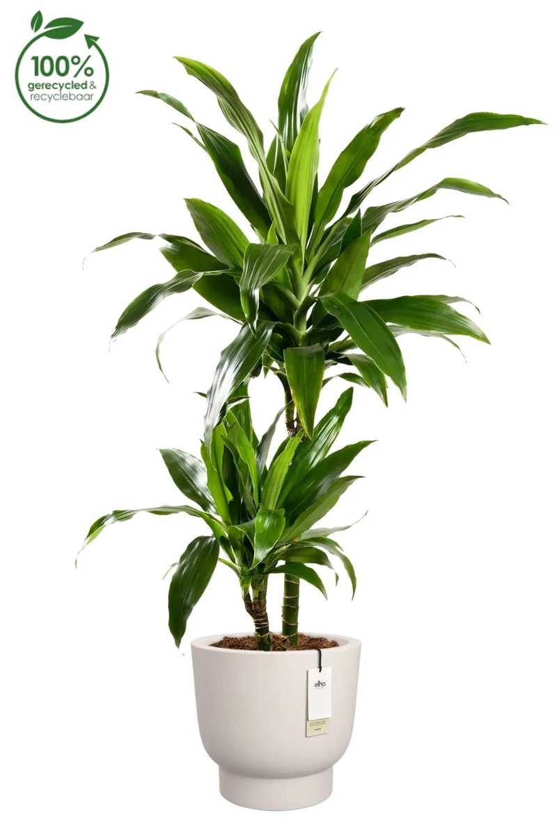 Blumentopf Elho Amber Grail 30 cm Leinen Weiß