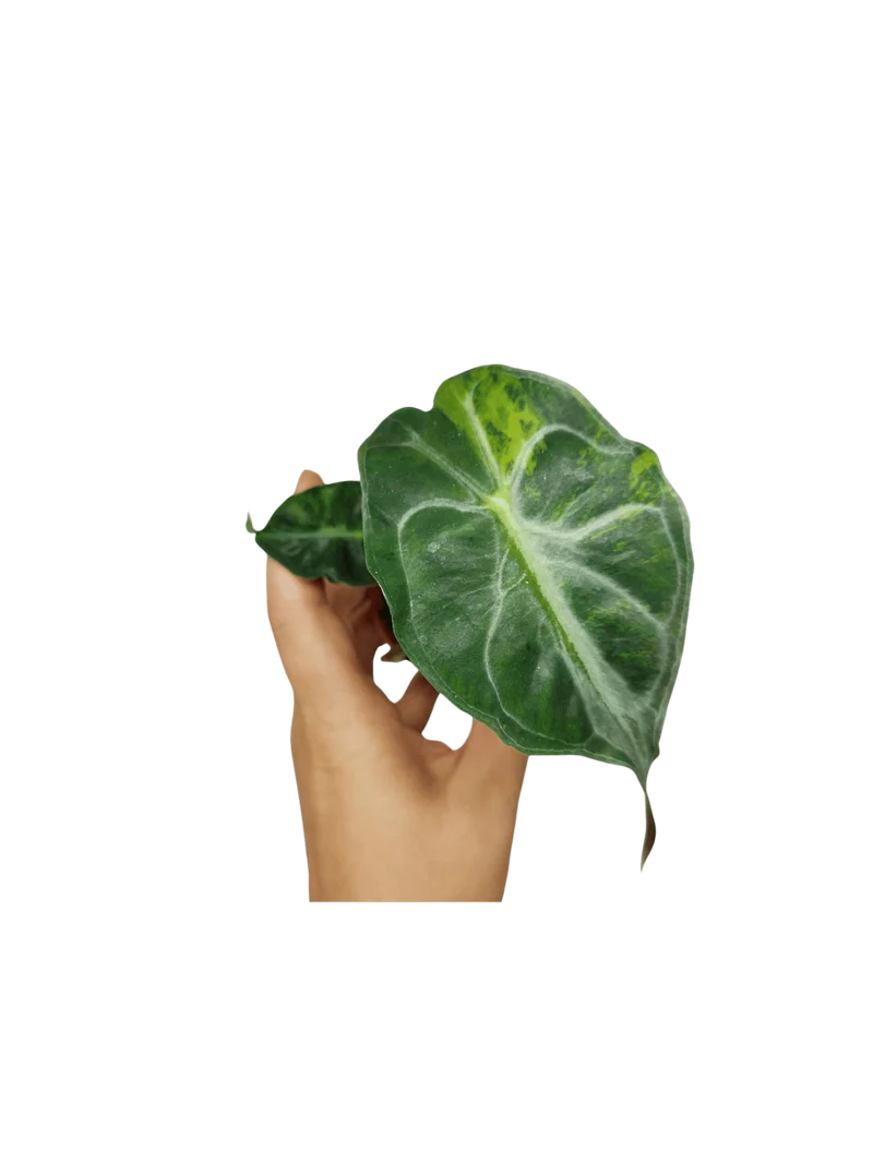 Alocasia Venom Aurea