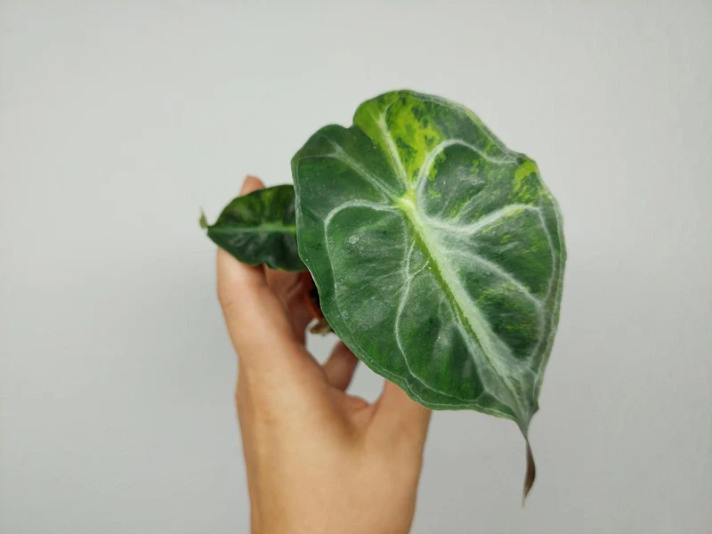 Alocasia Venom Aurea