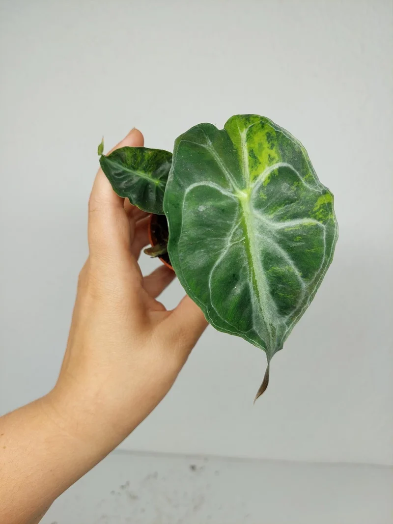 Alocasia Venom Aurea