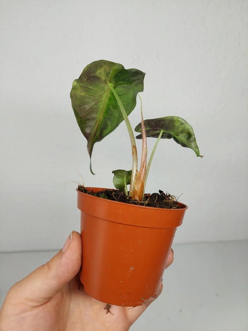 Alocasia Venom Aurea