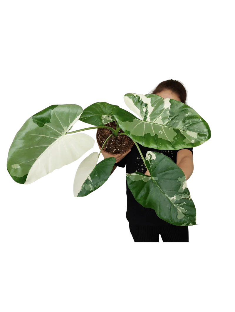 Alocasia Macrorrhiza Variegata