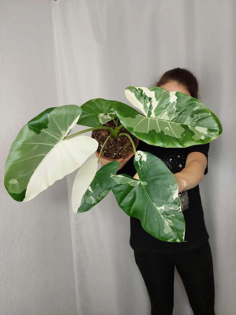 Alocasia Macrorrhiza Variegata