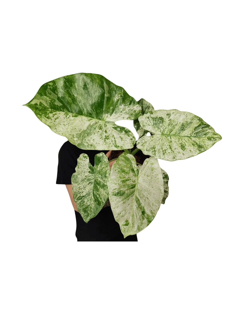 Alocasia Macrorrhiza Splash