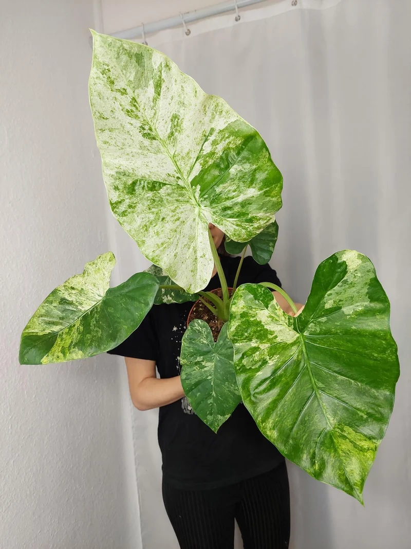 Alocasia Macrorrhiza Splash