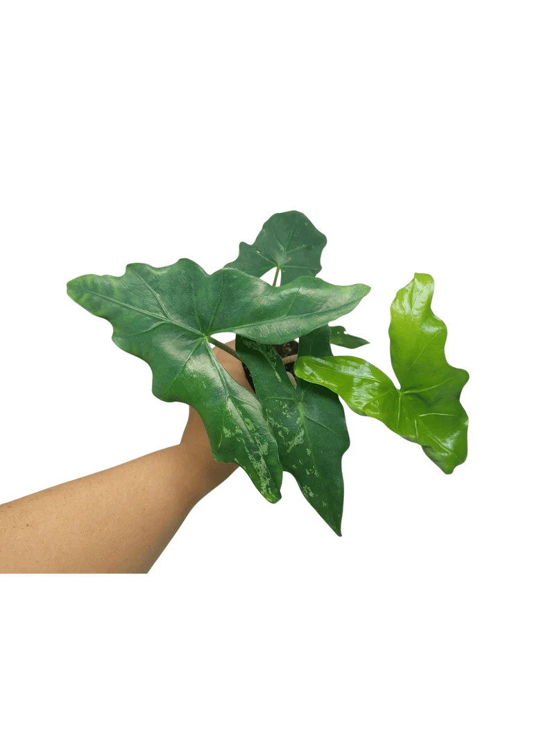 Alocasia Batwing Mint