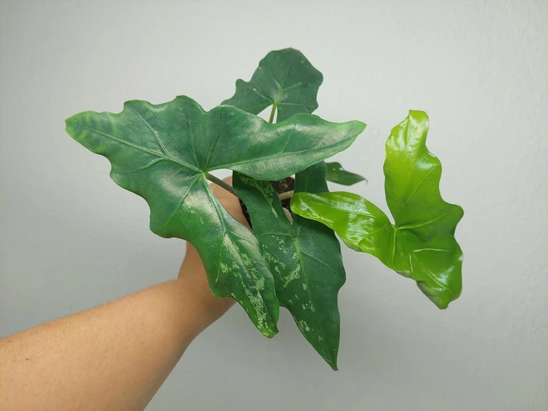 Alocasia Batwing Mint
