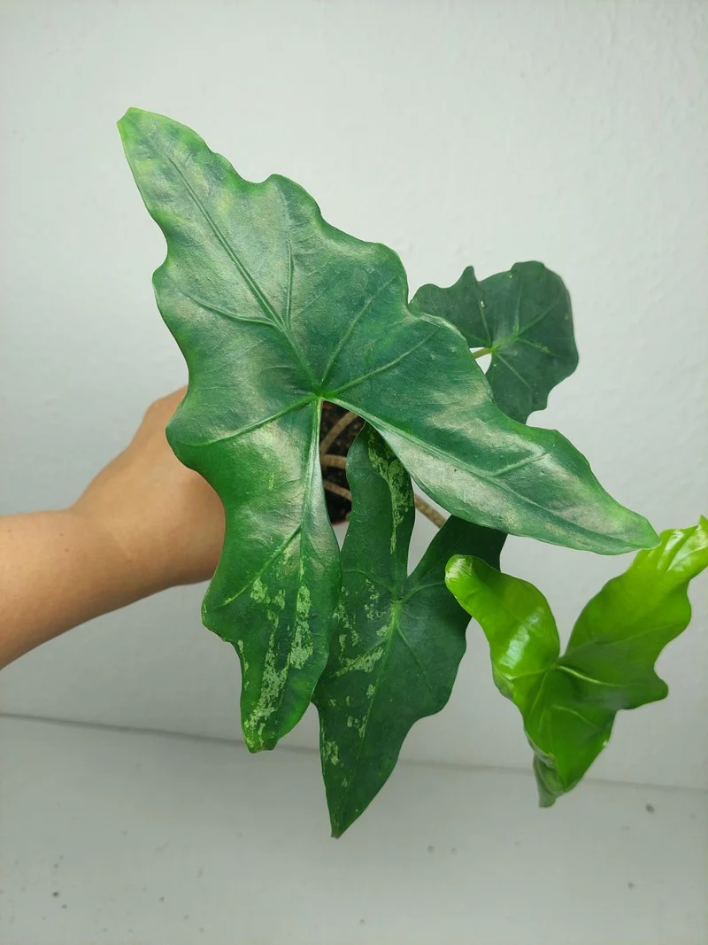 Alocasia Batwing Mint
