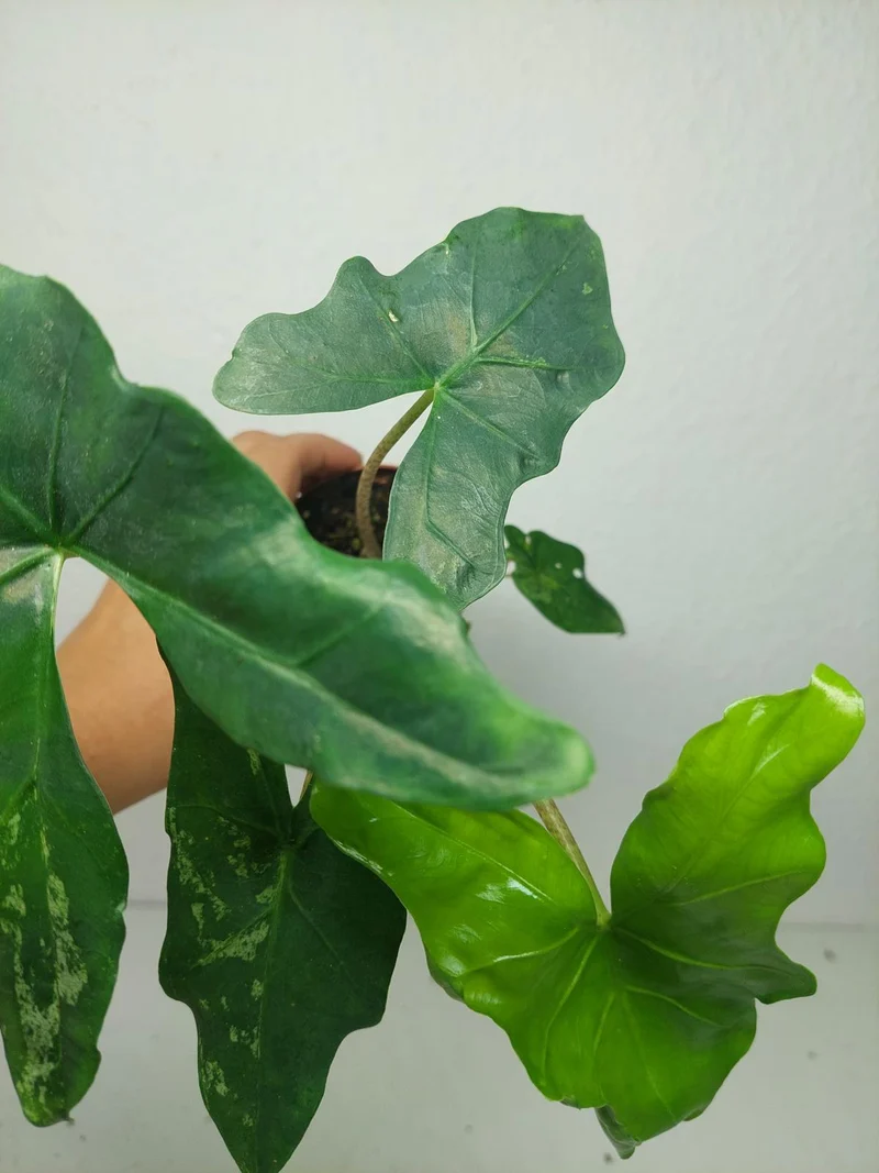 Alocasia Batwing Mint