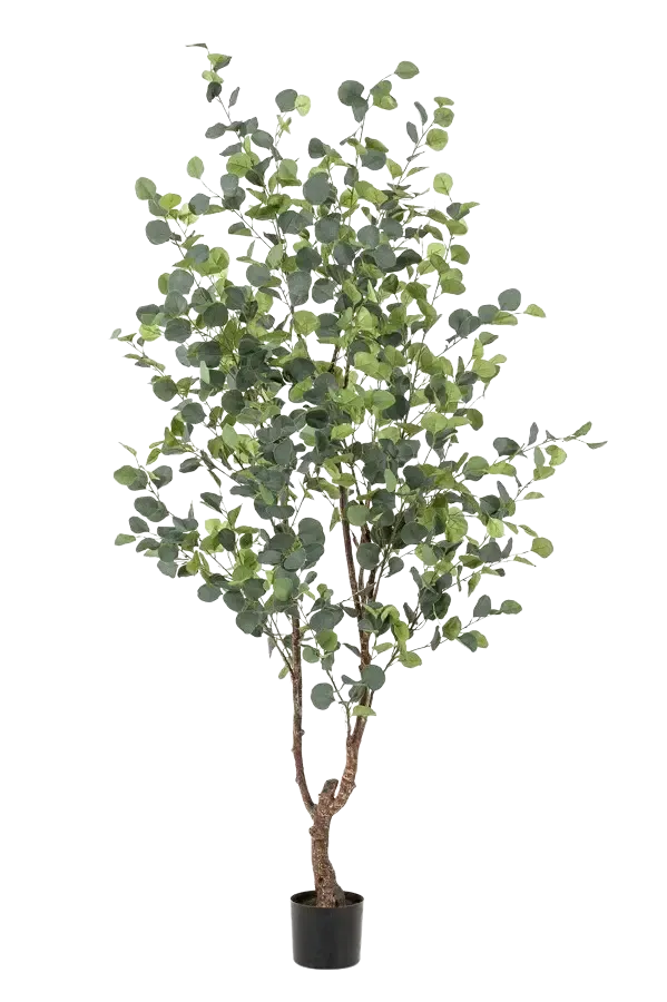 Künstlicher Eucalyptus Baum - Christopher | 180 cm
