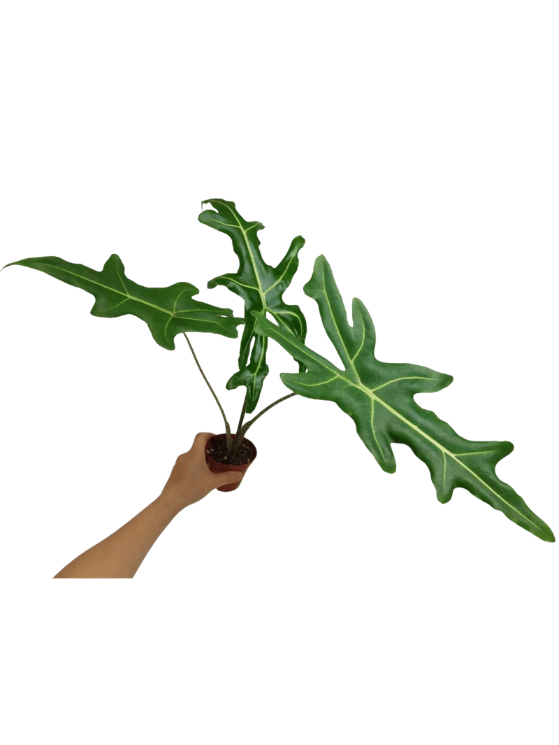 Alocasia Portei Zebra Stem