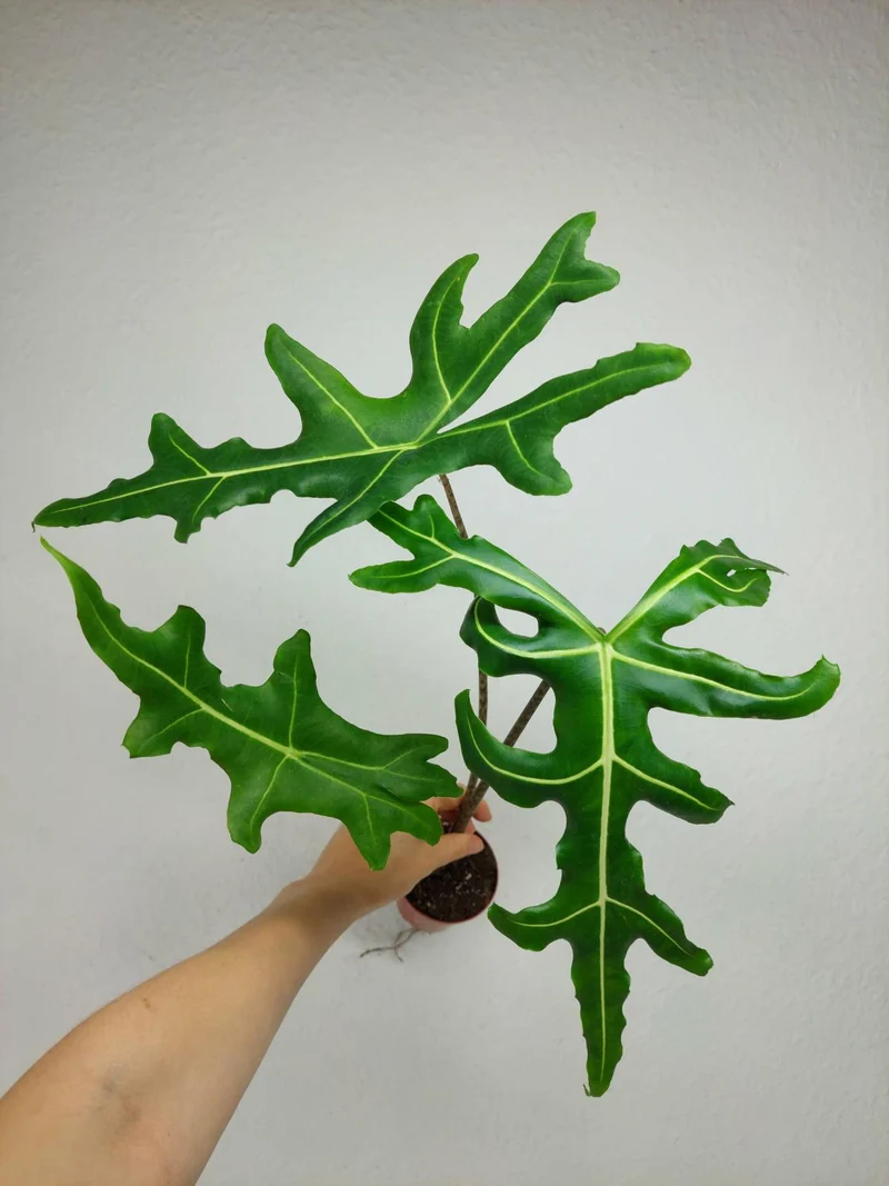 Alocasia Portei Zebra Stem