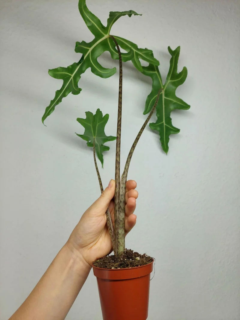 Alocasia Portei Zebra Stem