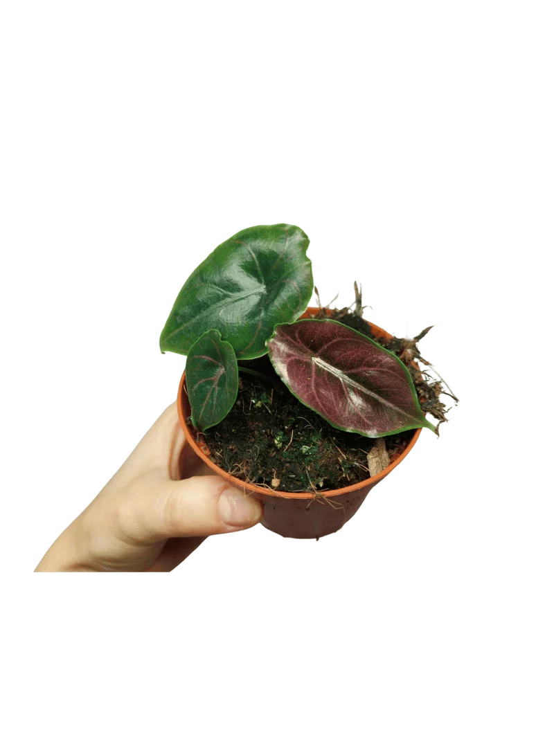Alocasia Azlanii