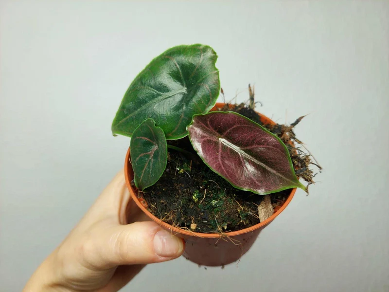 Alocasia Azlanii