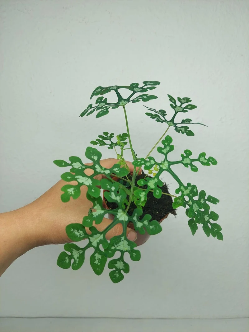 Adenia Perrieri