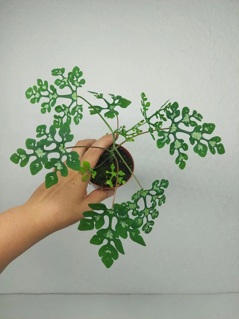 Adenia Perrieri